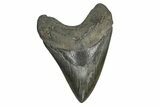 Fossil Megalodon Tooth - South Carolina #168008-2